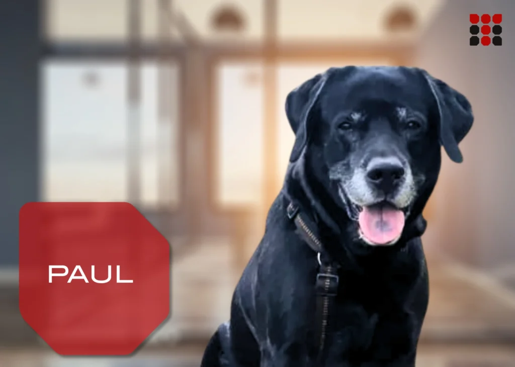 Paul - Feel-Good-Manager Törteli Immobilienbewertung